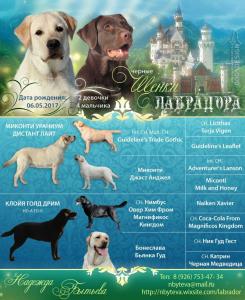 Продам щенка Лабрадор - Россия, Москва. Цена 15000 рублей