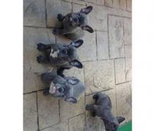 Puppies for sale french bulldog - Germany, Braunschweig. Price 250 €