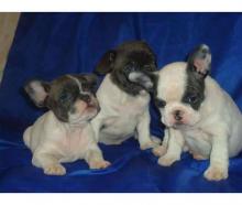 Puppies for sale french bulldog - USA, Texas, Houston. Price 250 $
