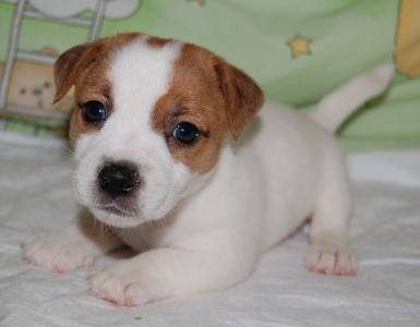 Продам щенка Джек-рассел-терьер - Украина, Киев. Цена 8000 гривен