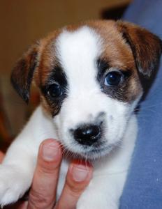 Продам щенка Джек-рассел-терьер - Украина, Киев. Цена 350 долларов