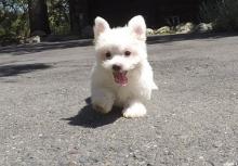 Puppies for sale maltese - Netherlands, Amsterdam