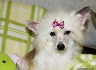 Продам щенка Китайская хохлатая собака - Россия, Ульяновск. Цена 15000 рублей