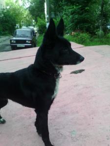 Найдена собака , не знаем - Россия, Орехово-зуево