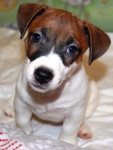 Продам щенка Джек-рассел-терьер - Украина, Киев. Цена 9000 гривен