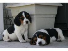 Puppies for sale beagle - Ireland, Dublin