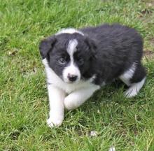 Puppies for sale collie - Canada, Ontario, London