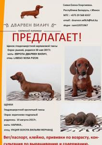 Продам щенка Такса - Беларусь, Минск. Цена 600 долларов