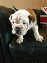 Продам щенка english bulldog - United Kingdom, Kilmarnock