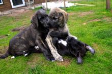 Puppies for sale irish wolfhound - Lithuania, Vilnius. Price 1500 €