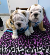 Buy a dog english bulldog - Germany, Dortmund. Price 300 €