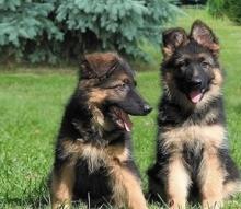 Puppies for sale german shepherd dog - USA, Vermont