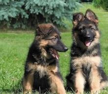 Puppies for sale german shepherd dog - USA, Massachusetts