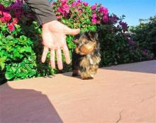Puppies for sale yorkshire terrier - USA, Virgin Islands