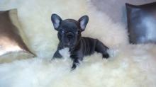 Puppies for sale french bulldog - Germany, Duisburg. Price 3 €