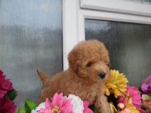 Puppies for sale poodle - Germany, Braunschweig. Price 03 €