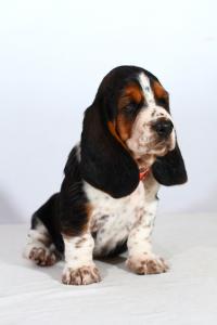 Продам щенка Бассет-хаунд - Украина, Запорожье. Цена 500 евро