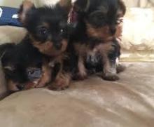 Puppies for sale yorkshire terrier - USA, Arizona