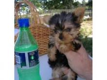 Puppies for sale yorkshire terrier - USA, Alaska