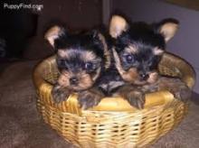 Puppies for sale yorkshire terrier - USA, California, San Jose, Sacramento