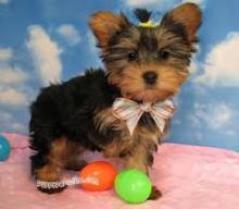 Puppies for sale yorkshire terrier - USA, District Of Columbia