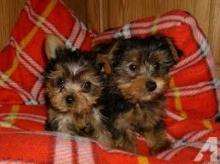 Puppies for sale yorkshire terrier - USA, Arizona, Phoenix