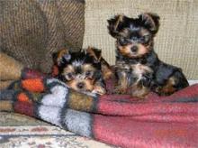 Puppies for sale yorkshire terrier - USA, Hawaii