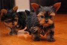 Puppies for sale yorkshire terrier - USA, California, Los Angeles