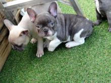 Puppies for sale french bulldog - USA, Texas, Houston. Price 450 $