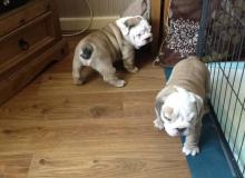 Puppies for sale english bulldog - USA, Indiana. Price 500 $