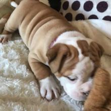 Puppies for sale english bulldog - USA, California, San Jose. Price 500 $