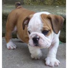 Puppies for sale english bulldog - USA, New York, New York. Price 500 $