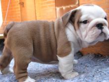 Puppies for sale english bulldog - USA, Texas, Houston. Price 500 $