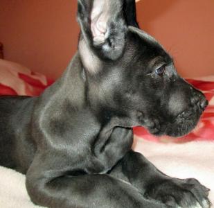 Продам щенка Немецкий дог - Болгария, , софия. Цена 400 долларов