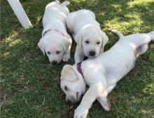 Puppies for sale labrador retriever - USA, Texas, Dallas. Price 300 $