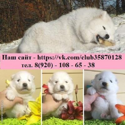 Продам щенка Самоед, самоедская лайка - Россия, Курск