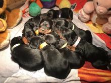Puppies for sale scots setter - Slovenia, Zagreb
