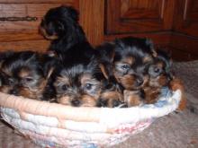 Puppies for sale yorkshire terrier - USA, New York, New York. Price 500 $