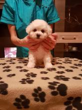 Puppies for sale bichon, bichon a poil frise - Romania, Satu Mare. Price 1200 €