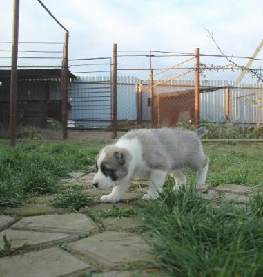 Продам щенка Среднеазиатская овчарка - Беларусь, Гомель. Цена 400 долларов