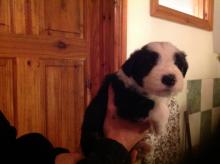 Puppies for sale bearded collie - Greece, Heraklion