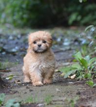 Puppies for sale lhasa apso - Germany, Suhl