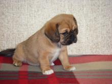 Puppies for sale other breed - Germany, Berlin