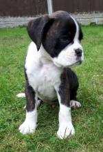 Puppies for sale boxer - Greece, Patra