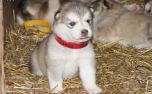 Puppies for sale other breed - Greece, Athens