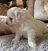 Puppies for sale other breed - Czech Republic, Jihlava