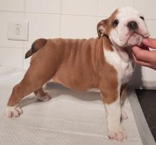 Puppies for sale english bulldog - Germany, Duisburg