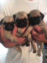 Puppies for sale pug - Germany, Dresden