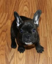 Puppies for sale french bulldog - Belgium, Antwerp