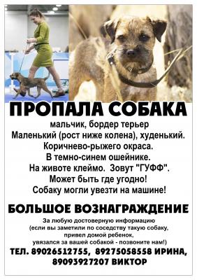 Пропала собака Бордер терьер - Россия, Волгоград, Волгоград. Цена 400125 рублей